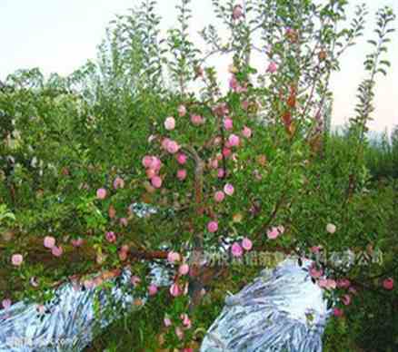 反光银色母A5340